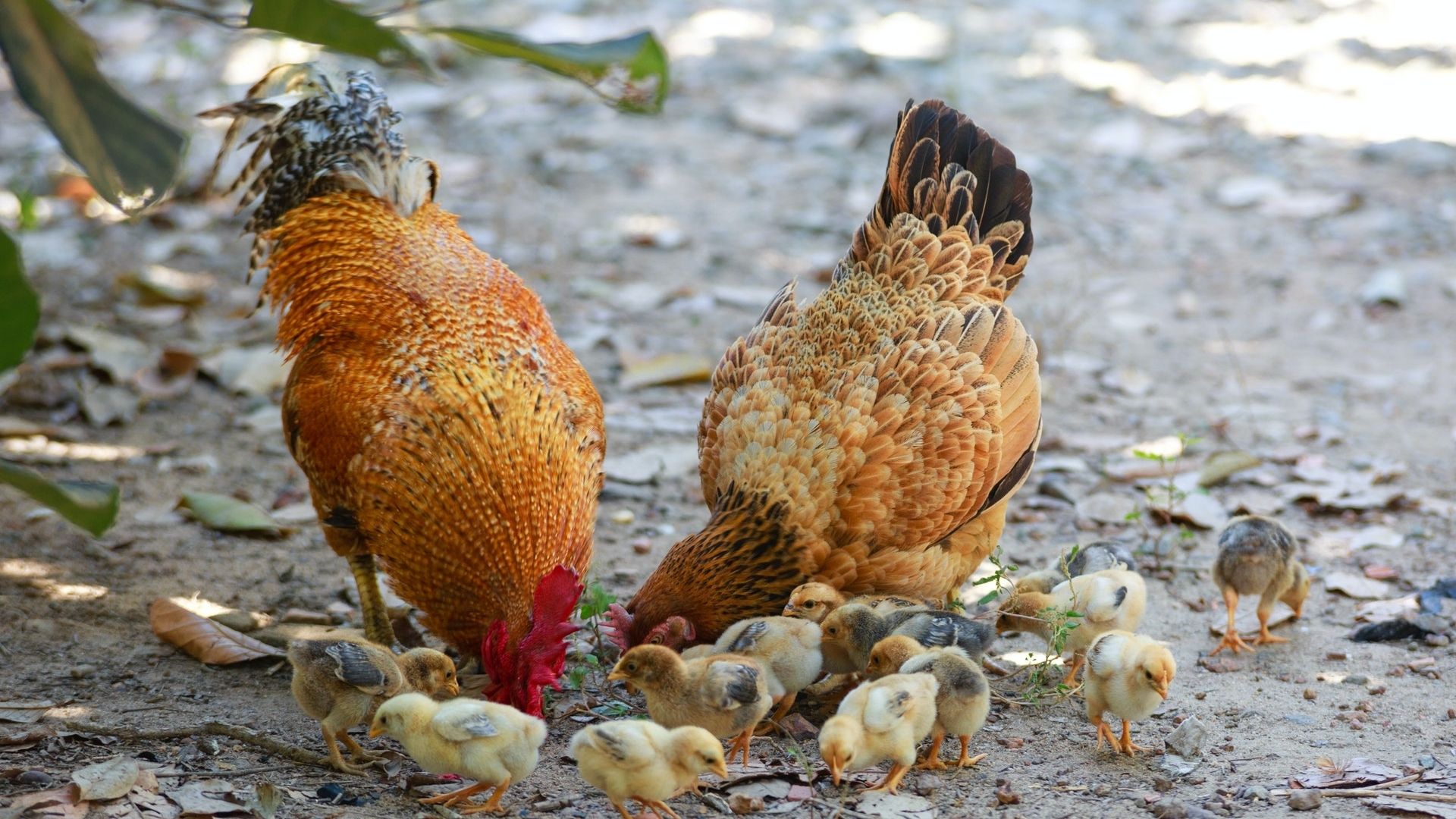 Are Spent Grains Good for Farm Animals?